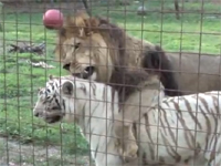 もしかしたら地球上で最も強いコンビのイチャコラなんじゃね？