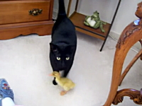 赤ちゃんアヒルに付きまとわれて困っている猫。私はあなたの母じゃない。