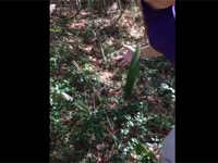 なにこれ怖い・・・。動物のように動く植物。ほんとに植物？