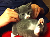 くつろぎすぎｗｗｗマッサージを受けているこの猫が可愛すぎワロウタｗｗｗ