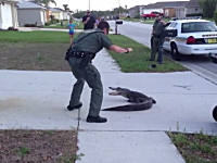 住宅街に現れたワニを素手で捕まえる保安官が慣れすぎｗｗｗ専門家かよｗ