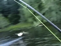 フライ釣りをしていたらハクトウワシが釣り上げた魚をラインごと持ってった！