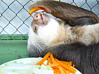 いまだかつてないほど怠けているナマケモノが撮影される。だらしなさすぎる