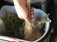 少しの刺激を与えると爆発するように綿毛が飛び出すガマ（蒲）の綿毛。