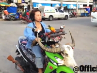 タイに突っ込みどころが満載なおばちゃんがいた。鳥の散歩かっけえ動画。