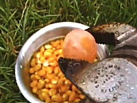 危険なポップコーンの作り方。真っ赤に熱した金属を投入してバチバチ調理