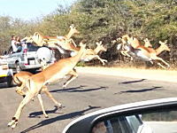チーターから逃げるインパラの群れの一頭が観光客の車に激突してしまうビデオ。