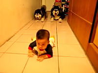 赤ちゃんのハイハイを真似して追いかける二匹のハスキー犬がカワイイビデオ。