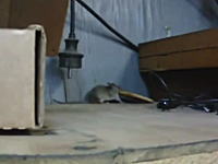 大きなクラッカーを手に入れたネズミさんが巣に持ち帰ろうと頑張りまくってる