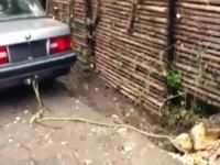車のパワーで切り株を引っこ抜こうとしてワロタｗｗネタじゃないのかよ？ｗｗ