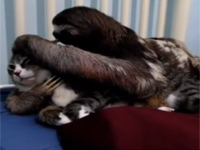 ナマケモノによる熱烈な愛撫に身を任せるニャンコｗｗ！！