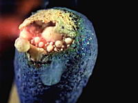 マッチが燃える時、頭薬はこんな事になっているスーパースローモーション。