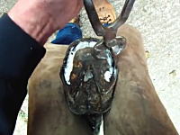 装蹄師のお仕事拝見動画。馬の蹄鉄を打ちかえる作業の様子をGoProで。