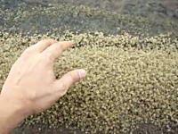 ゾワゾワ動画。バリ島の海岸でみっけた無数の極めて小さな●ニさんたち。