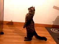 予想通り動画。水槽の中の生物に興味津々なニャンコがジャンプしてやっぱりｗ