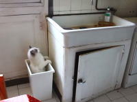 間抜けすぎるネコ。一度目は勘違いとして二度目は学習しろよｗｗ確認してんじゃん