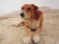 犬になった気持ちで見てください。海外には犬だけの為に作られた衛星放送番組があるらしい。