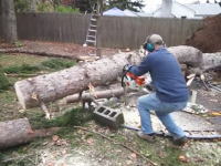 ちょっと笑ったキコリ動画。庭の木をチェーンソーで切断していたら面白ハプニングが。