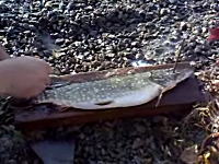 これは楽だな。ロシア人が考案した魚の鱗をあっという間に取り去ってしまう方法。