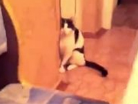 あの「だるまさんが転んだ」をする忍者キャットのパロディ！！