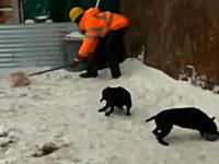 おっさんのスコップワロタ。小犬たちを使ったネズミ狩り大作戦でおっさんたち必死ｗ