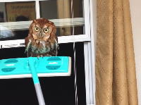 部屋に野生のフクロウが飛び込んで来たらどうすりゃいいのｗこうすりゃいいのｗ