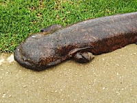 鴨川の河川敷でオオサンショウウオを発見！したから撮影した動画。が人気に。