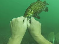 なんだこの斬新な釣り方。サイトフィッシングってレベルじゃねえ動画ｗ