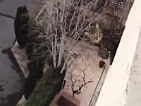 ネコの大失敗。屋上の水抜き穴から出ようとしていたネコが誤って落下してしまう。