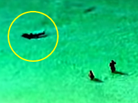 おいサメがいるぞ！シュモクザメが直ぐ近くにいるのに気付かない海水浴客。