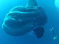 これはでけえｗｗｗダイバーが海中でスーパーサイズのマンボウと出会った動画。