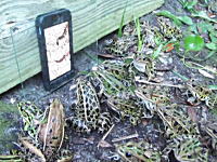 カエル入れ食いｗｗｗスマートフォンの中で動くご馳走に興味津々なカエルたち。