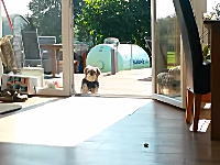 ガラス戸が開いているのに閉まっていると勘違いしているワンコの映像が人気に。