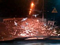 恐怖体験ｗｗ夜道でカゲロウの超大群と遭遇したらキモイ動画。