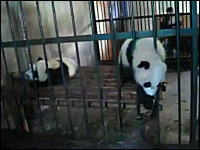 パンダにお薬を飲ませるのはこんなにも大変ｗというかカワイイすぎ動画が人気