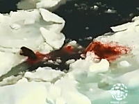 真っ赤に染まる流氷。カナダのアザラシ狩りを上空から撮影したビデオ。