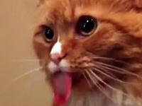 どうしても舌が出てしまう。テープのビリッ音を聞くと舌をベロッと出してしまう猫