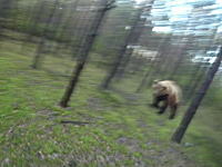 なんど振り返っても熊(((ﾟДﾟ)))サイクリング中に熊に追いかけられるうｐ主のビデオ。