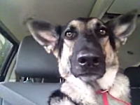 えええ！？ウソだろ！？ビートを感じでリズムにのっているワンコが話題にｗ