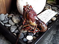 旅館の伊勢海老が脱皮。その瞬間の映像を女将さんが撮影してネットに投稿。