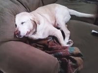 犯人はおまえやろ！に必死に知らんぷりしているワンコが可愛すぎるｗｗ誤魔化しきれてないｗｗ