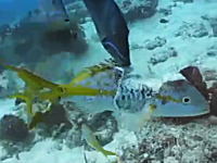 3割くらい食われて骨まで見えてるのにまだ諦めずに逃げ出そうとしている魚。ちょいグロ注意。