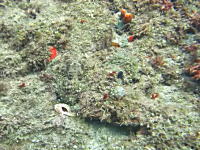 これだけ近づいても分からないタコの擬態能力。さてどこに隠れているか分かりますか？