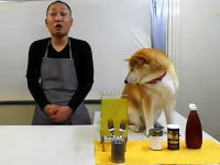 柴犬に邪魔されまくるクッキング動画がはてブで人気に。スーパー冷奴編。