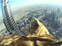 イーグル載カメラ。ワシの背中にカメラを取り付けてドバイの街並みを撮影してみた。