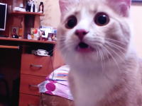 このネコいいなｗｗ投げたボールを拾って持って帰ってくるニャンコのビデオ。