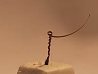 植物の不思議。花の種子がドリルのように回転して土の中に入っていく様子を早送りで。