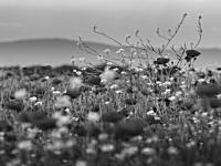 白黒画像なのにカラーに見えちゃう！？目が錯覚する動画が某ちゃんねるで人気に。