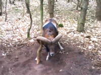 進化の過程でこういった事が起きると考えなかったのかしらね。