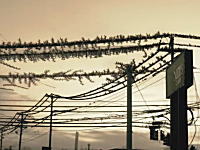 なんか凄い動画。送電線に集まるムクドリの群れを高速度カメラで特殊撮影してみた。